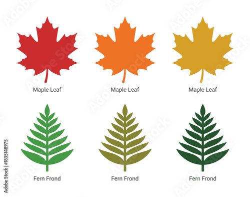 Colorful maple leaves and fern fronds. Autumn and green foliage variations.