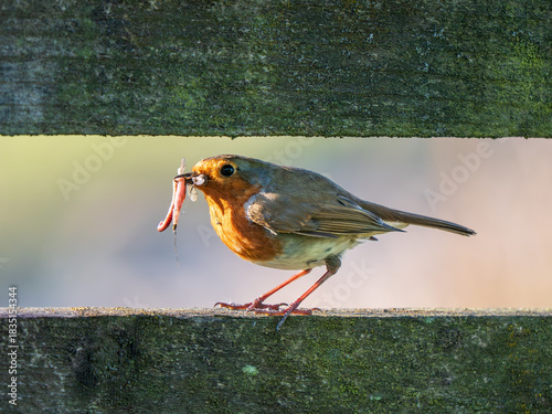 Robin With a Meak Full of Worms and Insects