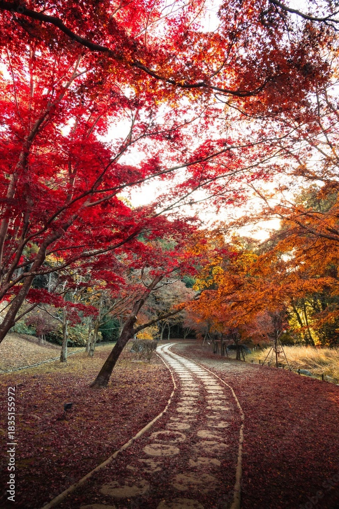 Fototapeta premium 茨城県水戸市 紅葉の偕楽園もみじ谷 