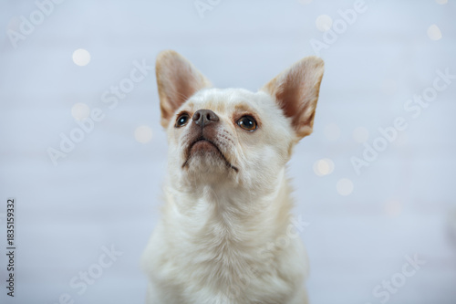 Funny portrait of a white Chihuahua dog with warm bokeh string lights in the background.