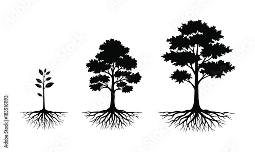 Tree growth stages. Seedling, young tree, and mature tree with roots vector. Plant development and life cycle.