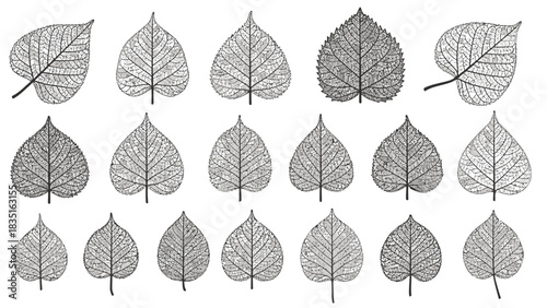 Elegant botanical pattern with detailed leaf veins and delicate structure perfect for backgrounds