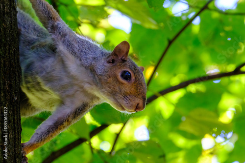 The Monza park at October: a squirrel
