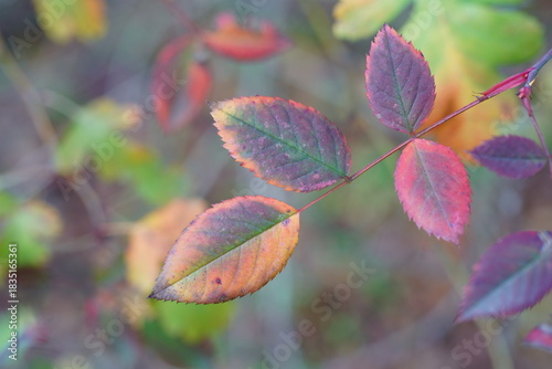 Beautiful autumn leaves on a tree branch. Natural background.