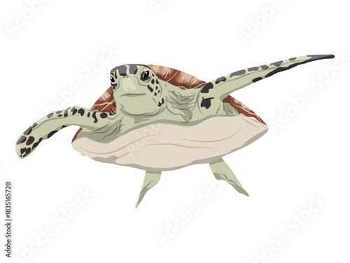 Pacific green turtle. Realistic vector marine reptile.