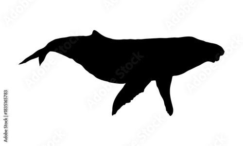 Humpback whale silhouette. Realistic vector animal.