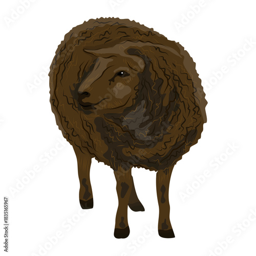 A brown domestic sheep. Realistic animal vector