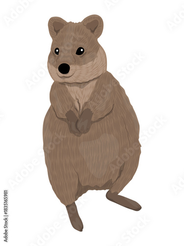 Australian Quokka front view. Realistic endemic animal vector