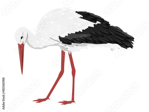 A white stork leans over. Realistic vector bird.