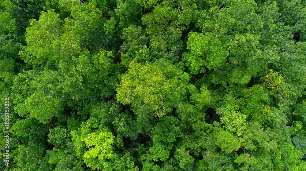 Naklejka premium arboreal. Aerial view of a lush green forest canopy under natural sunlight, radiating tranquility and beauty. travel magazines, destination branding, designed for outdoor magazines and nature guides.