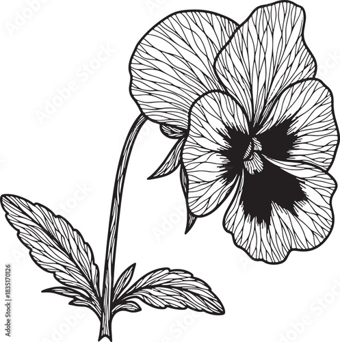 Elegant pansy flower line art illustration on white background design element