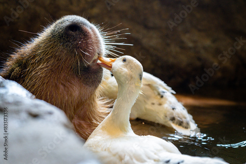 A capybara and a duck share a tender moment in the water