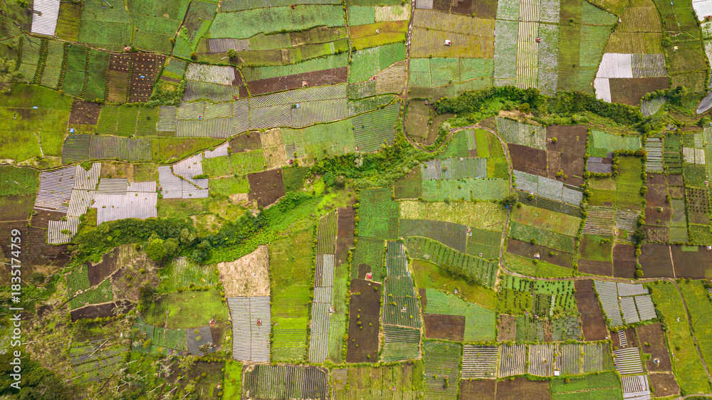 Obraz premium Agricultural land with sown green fields in countryside. Kayu Aro, Indonesia.