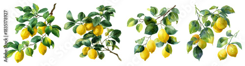 Watercolor set of lemon tree branches. Branch with green leaves and ripe yellow lemons. Botanical elements of citrus trees. Mediterranean  and Italian summer fruits.