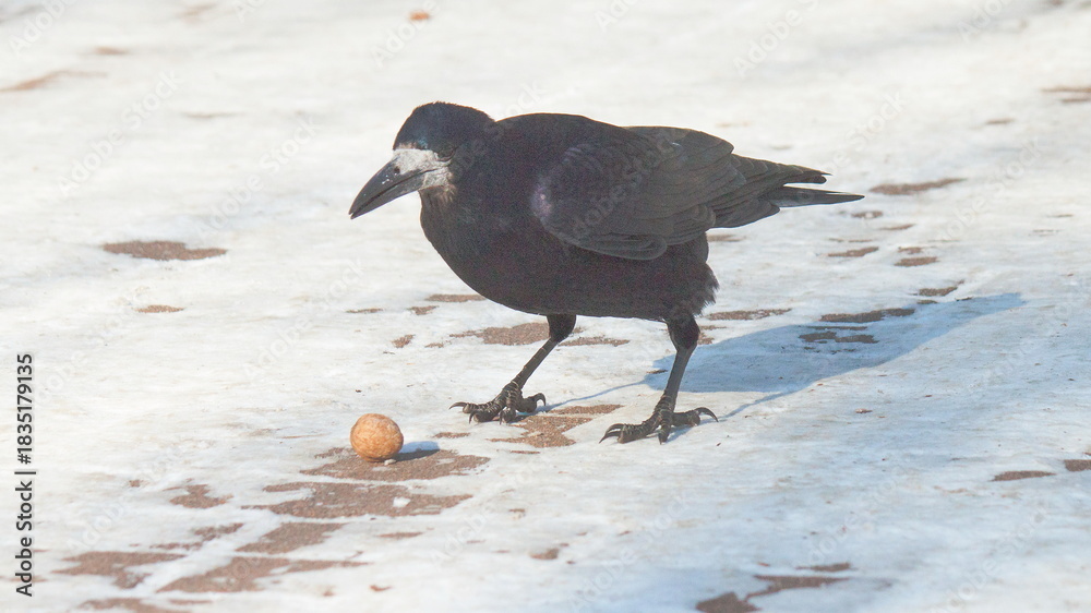 Obraz premium crow on the beach