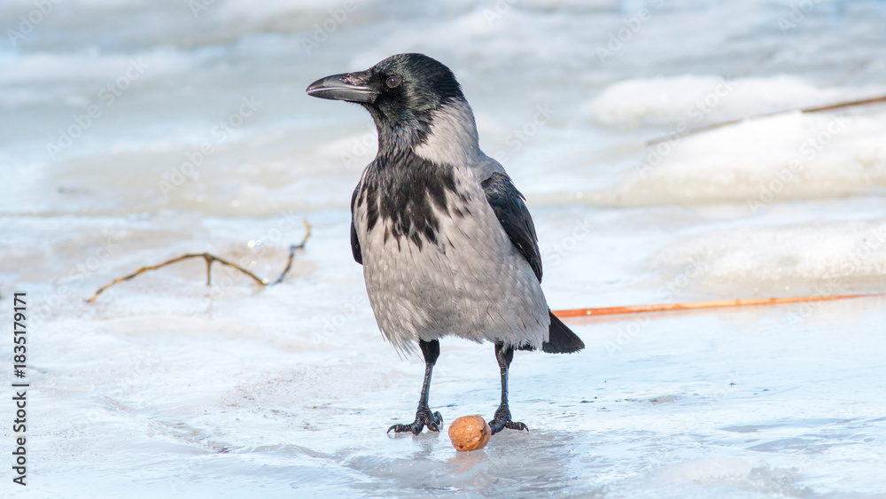 Fototapeta premium crow in snow