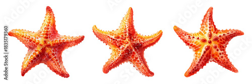 Watercolor set of starfish. Realistic red starfish on isolated background. Marine and ocean animals. Elements of the sea, ocean, beach, etc. Summer clipart. Vector illustration.