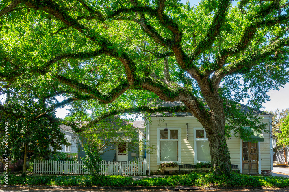 Fototapeta premium Majestic oak tree in a street of the Garden district in New Orleans, Lousiana