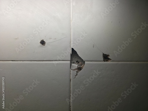 Damaged Ceramic Tile with Cracked Surface and Broken Hole – Maintenance Problemcat on the window
