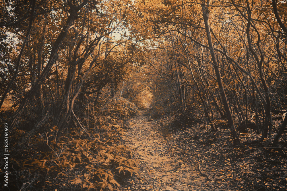 Obraz premium 山道