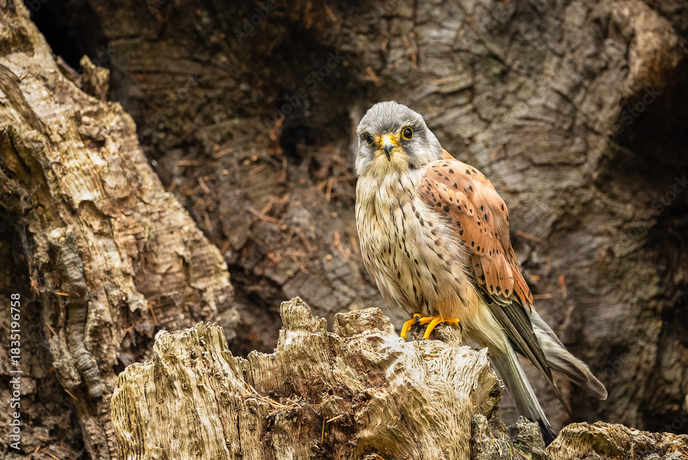 Fototapeta premium Kestrel, Scientific name: Falco tinnunculus. Close up of male Kestrel perched inside the hollow of a decaying tree. Facing front. Copy space. Horizontal.