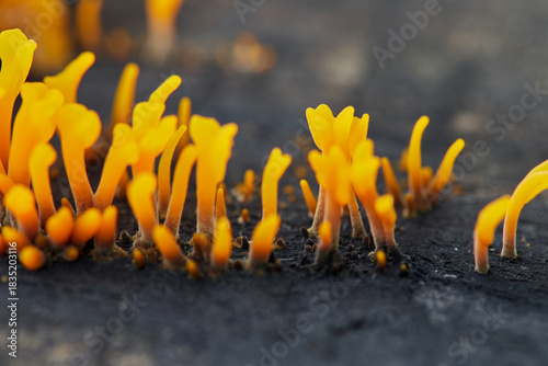 Close-up view of  yellow Dacryopinax spathularia growing  rotten tree trunk