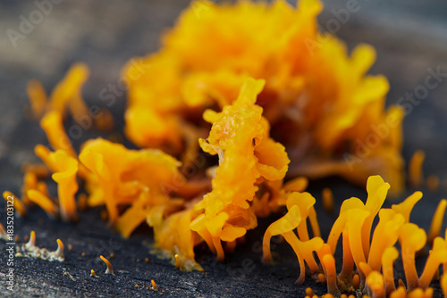 Close-up view of  yellow Dacryopinax spathularia growing  rotten tree trunk