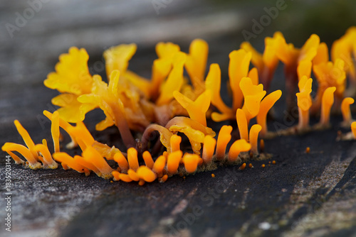 Close-up view of  yellow Dacryopinax spathularia growing  rotten tree trunk