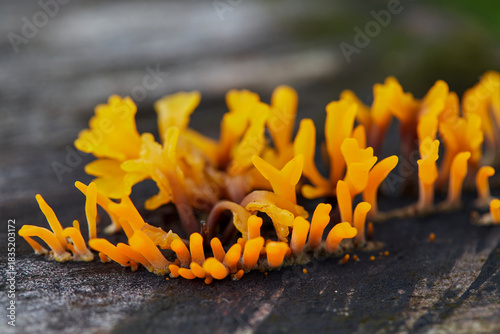 Close-up view of  yellow Dacryopinax spathularia growing  rotten tree trunk