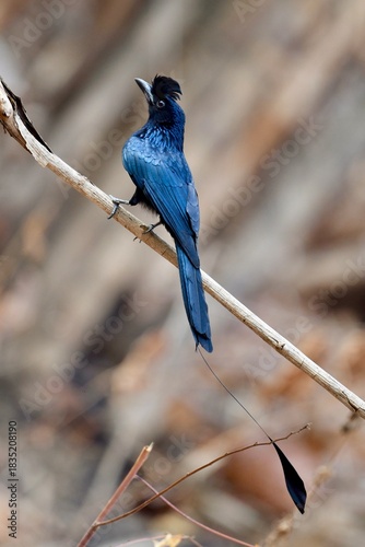 The curl - crested bird  with elongated outer tail feathers and tip webbing and attractive loud calls.