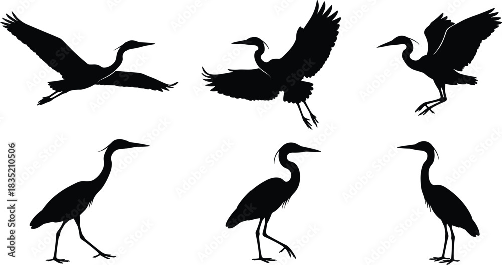 Obraz premium Vector Silhouettes Collection of Great Blue Herons in Flight and Standing Poses, featuring Detailed Wings and Long Legs, Ideal for Nature and Wildlife Graphics.Vector Silhouettes 