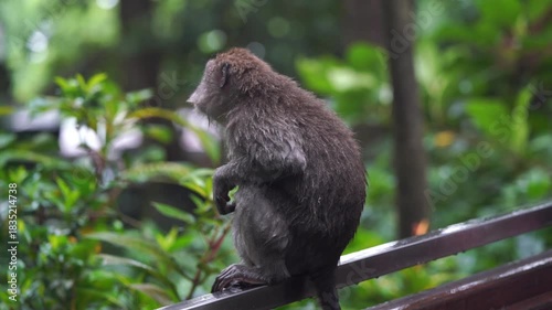 Two monkeys in Monkey Forest in Ubud Bali on a rainy day