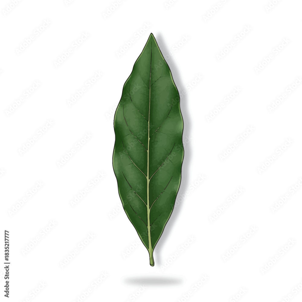 Fototapeta premium A single elongated dark green leaf with prominent central and parallel veins on white