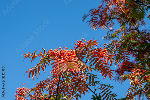 Sorbus commixta Dodong Detail Blatt in Herbstfärbung und Frucht