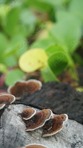 Mushrooms growing on tree trunks in the forest. Nature backgrounds and textures. Focus selected