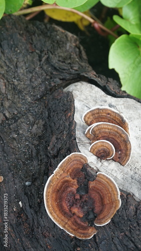 Mushrooms growing on tree trunks in the forest. Nature backgrounds and textures. Focus selected