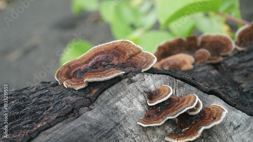 Mushrooms growing on tree trunks in the forest. Nature backgrounds and textures. Focus selected