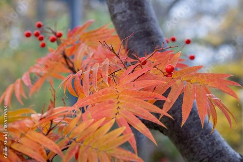 Sorbus commixta Dodong Detail Blatt in Herbstfärbung und Frucht