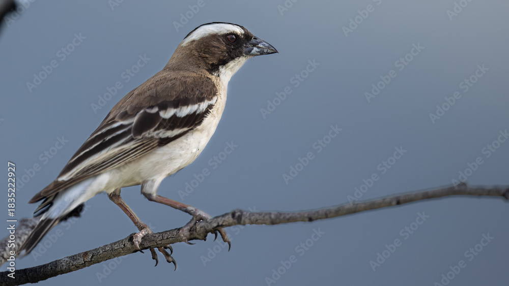 Obraz premium White-browed Sparrow-Weavers feeding their chick (Koringvoël) (Plocepasser mahali) at Sonderkop waterhole in the Etosha National Park, Namibia