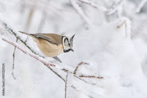 A cute crested tit sits on a twig with icing.. Portrait of a crested tit in the nature habitat.  Lophophanes cristatus