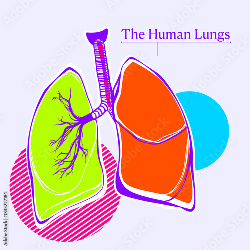 Human Lungs Anatomy – Colorful Flat Outline Vector Illustration