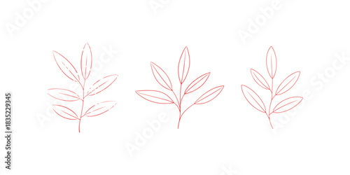 Botanical branch with leaves line drawing vector design