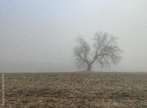 tree in fog