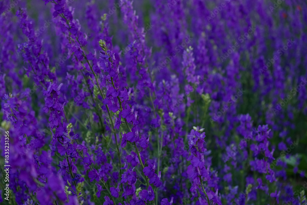 Obraz premium Delphinium flower background. Purple natural authentic background. Soft focus, motion blur. Full-frame flowers. The wild delphinium fields have blossomed in summer. Floral Mother's Day Greeting Card