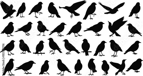 Collection of bird silhouettes in various poses on white background