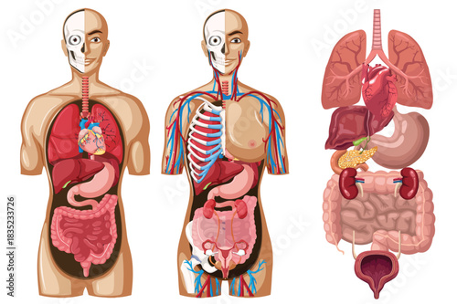 A detailed educational diagram illustrating the anatomy of the human torso, showing internal organs, the circulatory system, and skeleton