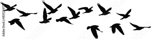 Silhouette of a flock of birds flying against a white background