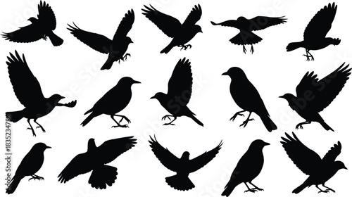 Silhouetted crows a collection of black bird illustrations in various poses