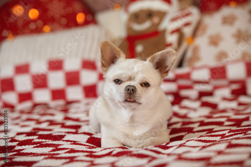 Chihuahua dog lying on a festive bed with Christmas decorations and warm bokeh lights in the background