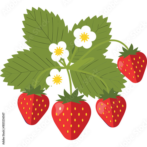 Vibrant Red Strawberries Ripening On Green Stems With White Blossoms And Jagged Leaves Detailed Flat Illustration On Black Background